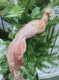 Blush Pink Feather Peacock