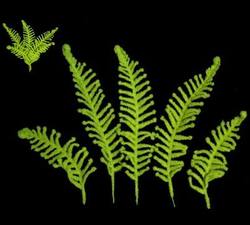 Fern – bag of 5 pieces