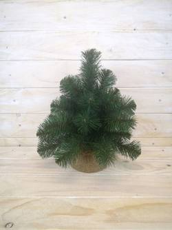 Aust Pine Burlap Tree