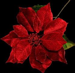 Poinsettia Red Velvet Stem