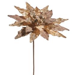 Poinsettia Gold